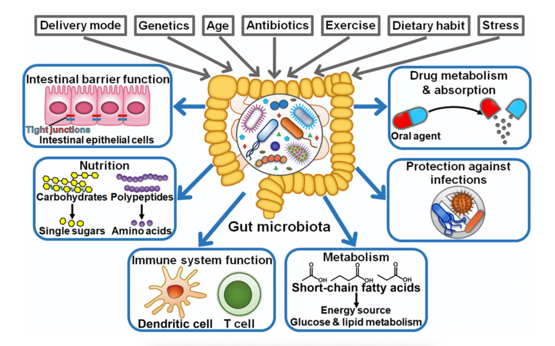 Microbiota: Tu pequeño universo interior