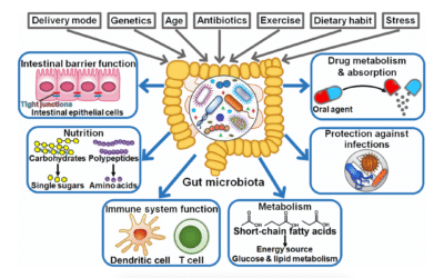 Microbiota: Tu pequeño universo interior