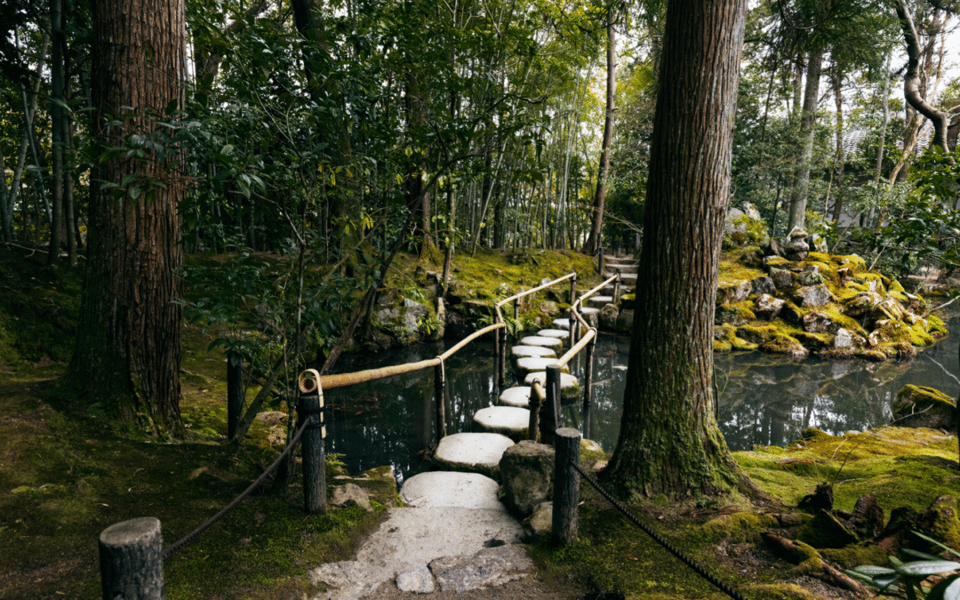 Ecología y Vida Natural. Baños de bosque (Shinrin-yoku) un respiro para el cuerpo y la mente.