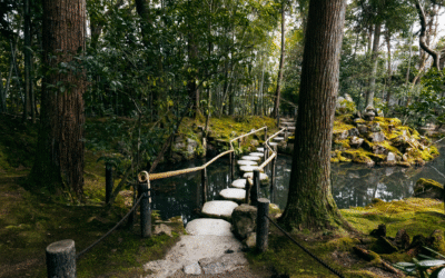 Ecología y Vida Natural. Baños de bosque (Shinrin-yoku) un respiro para el cuerpo y la mente.